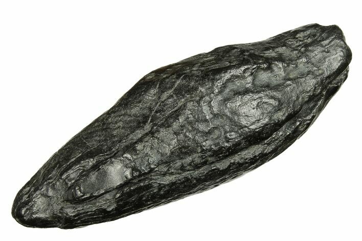 Fossil Sperm Whale (Scaldicetus) Tooth - South Carolina #255084